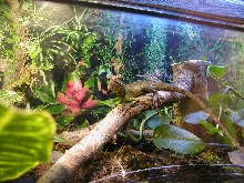 Bossk the Chinese Water Dragon... Again