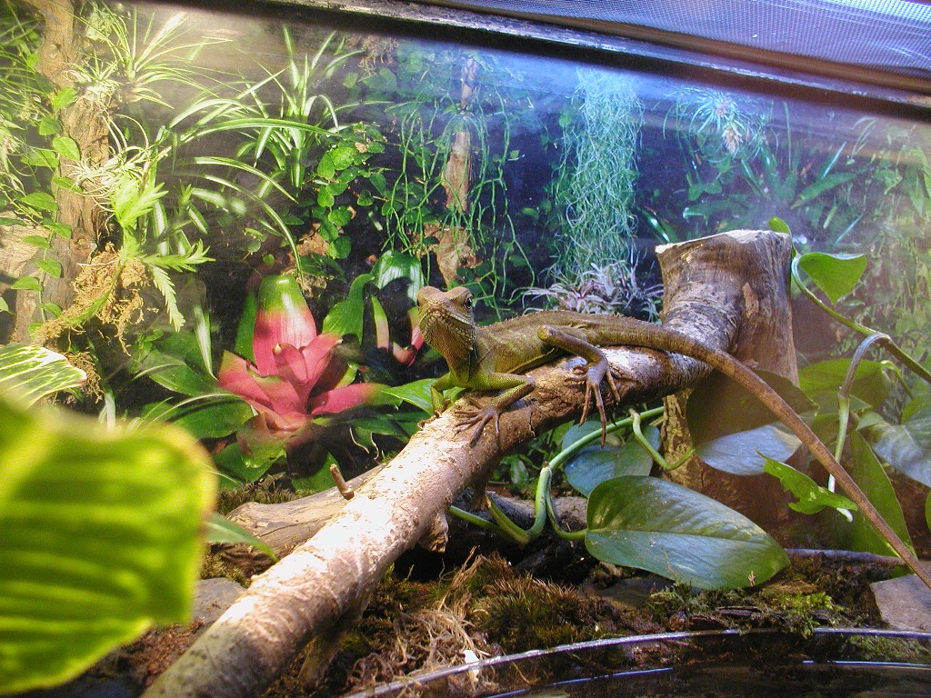 Bossk the Chinese Water Dragon... Again