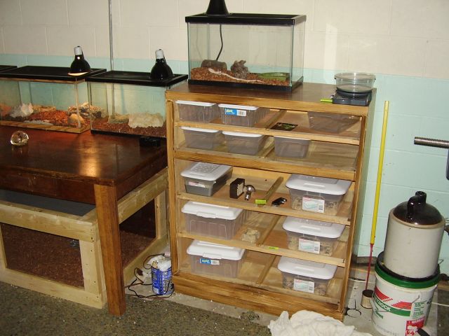 Basement herps