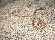 Fox Snakes