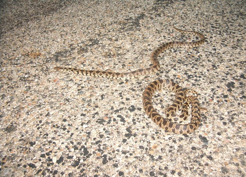 Fox Snakes