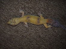 Female Breeder
