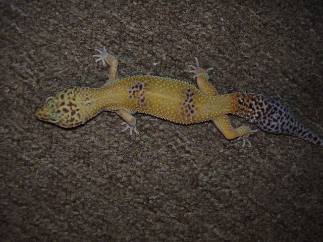 Female Breeder