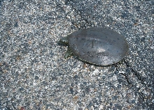 Softshell
