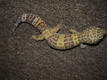 Another breeder