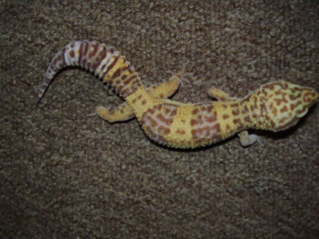 Another breeder