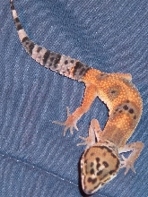 EL GECKO