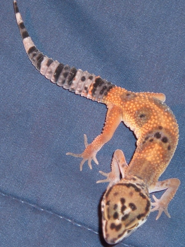 EL GECKO