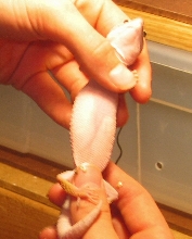 Gravid Female