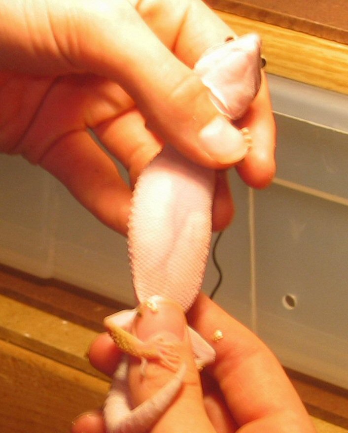 Gravid Female