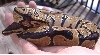 66% het lavender albino 2