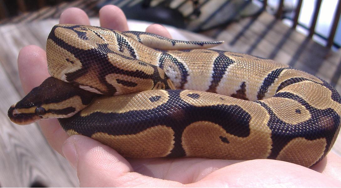 66% het lavender albino 2
