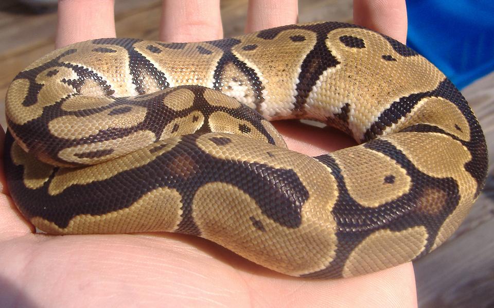 66% het lavender albino 3
