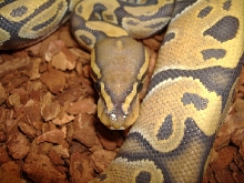 Hypo Female