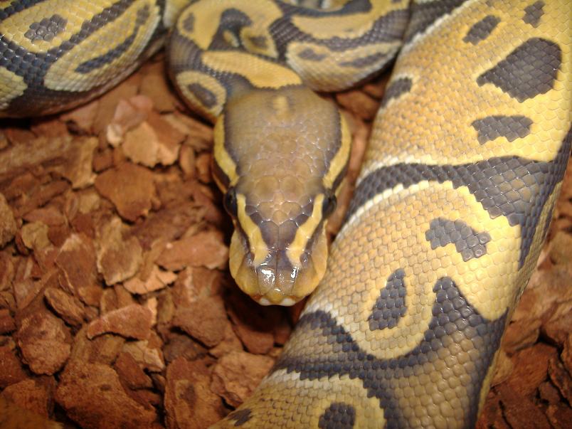 Hypo Female