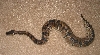 Female Ball (shed)