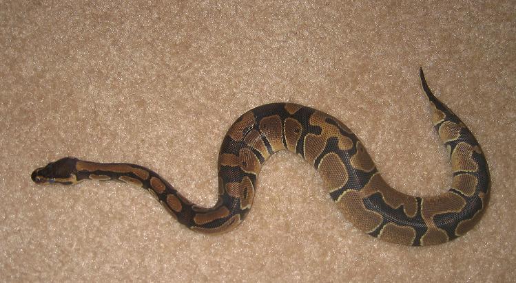 Female Ball (shed)