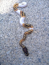 Pied Female