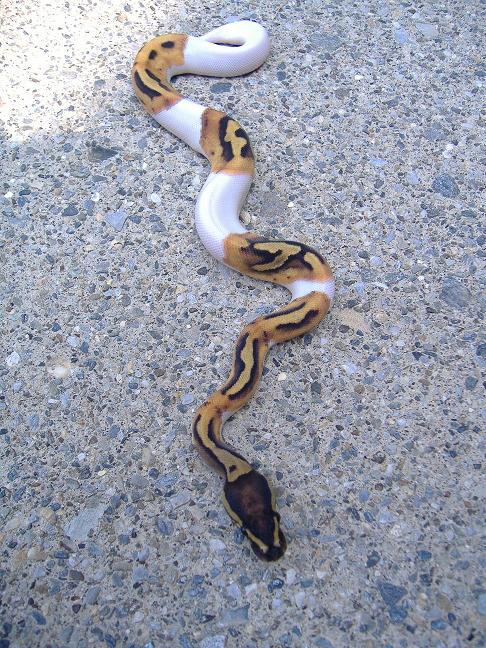 Pied Female