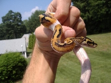 Pied Female