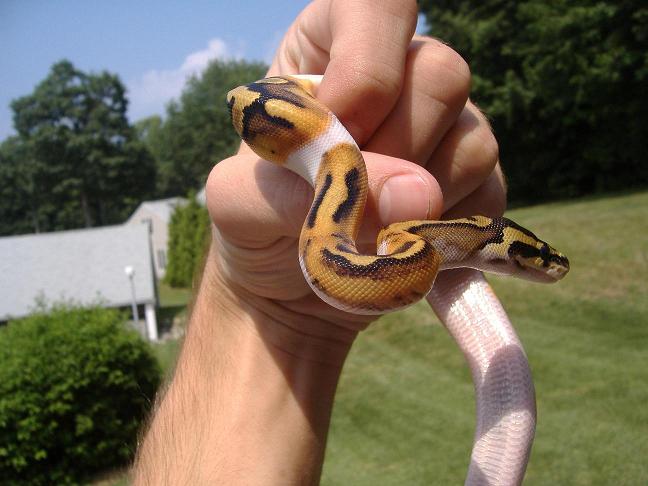 Pied Female