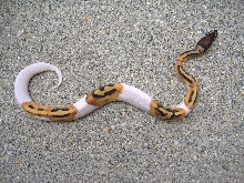 Pied Female