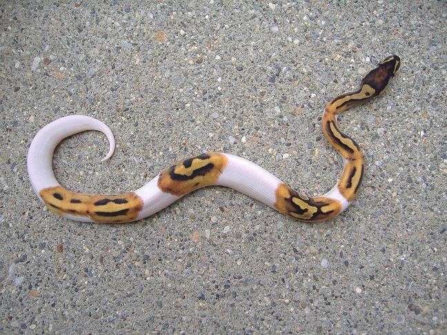 Pied Female