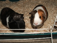 Luna and Mae
