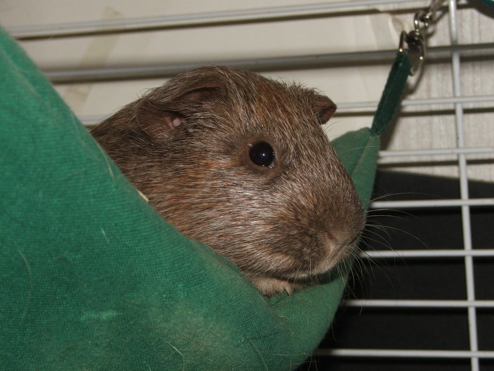 Bruno in the Hammock