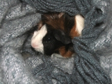 Party in a Blanket
