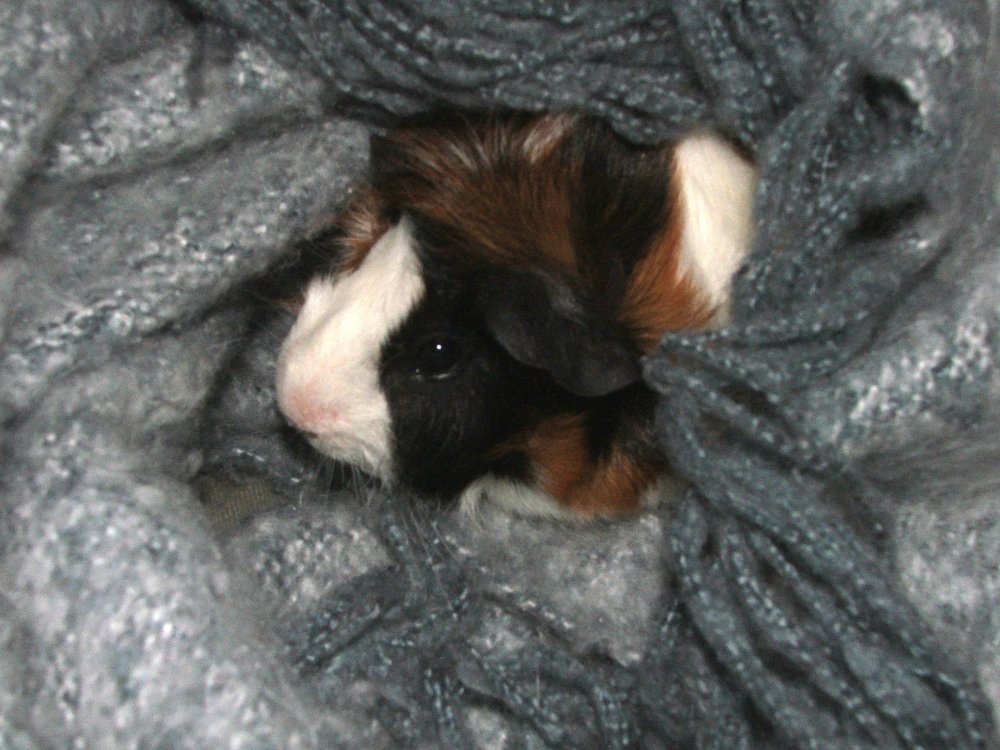 Party in a Blanket