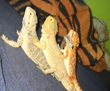 my dragons