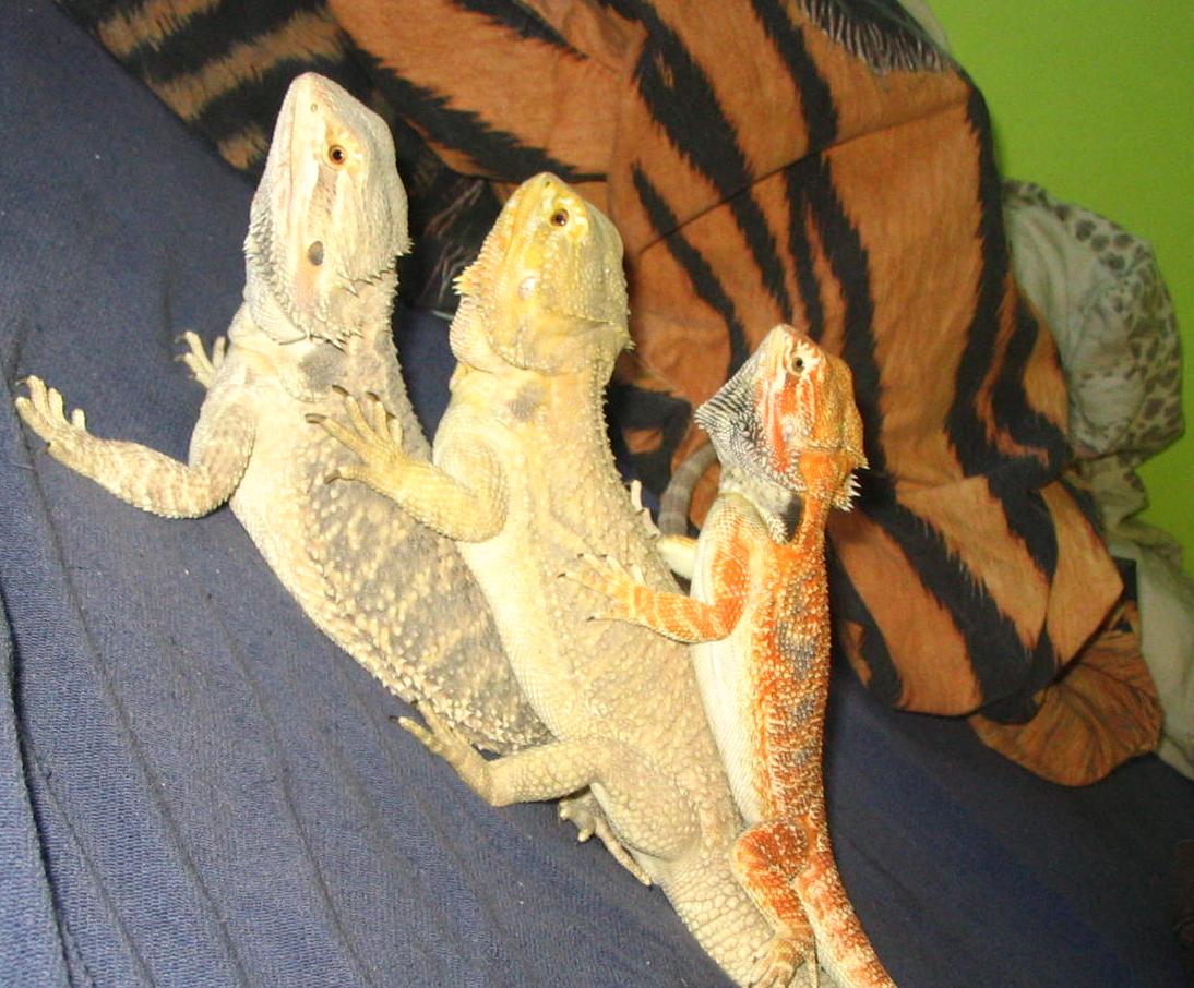 my dragons