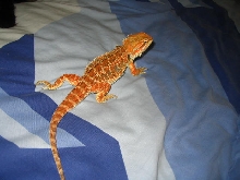 Male dragon red