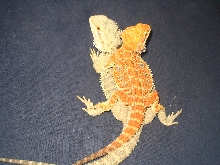 Male and female dragon