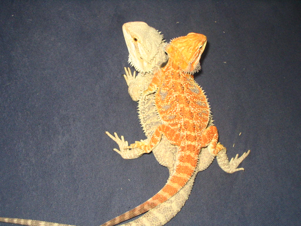 Male and female dragon