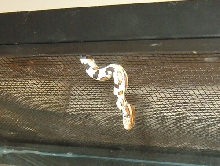 escape artist