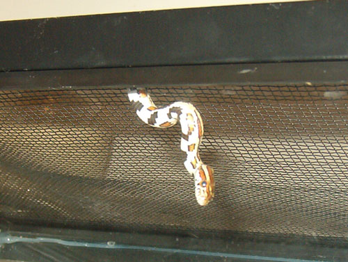 escape artist