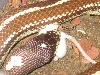edward3