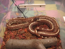 California kingsnake