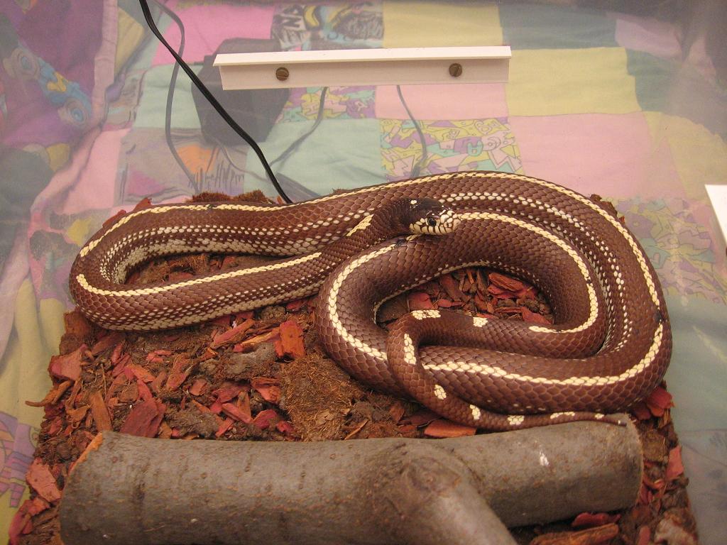 California kingsnake