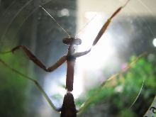 Alien Mantis