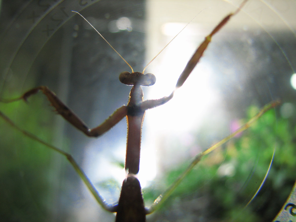 Alien Mantis