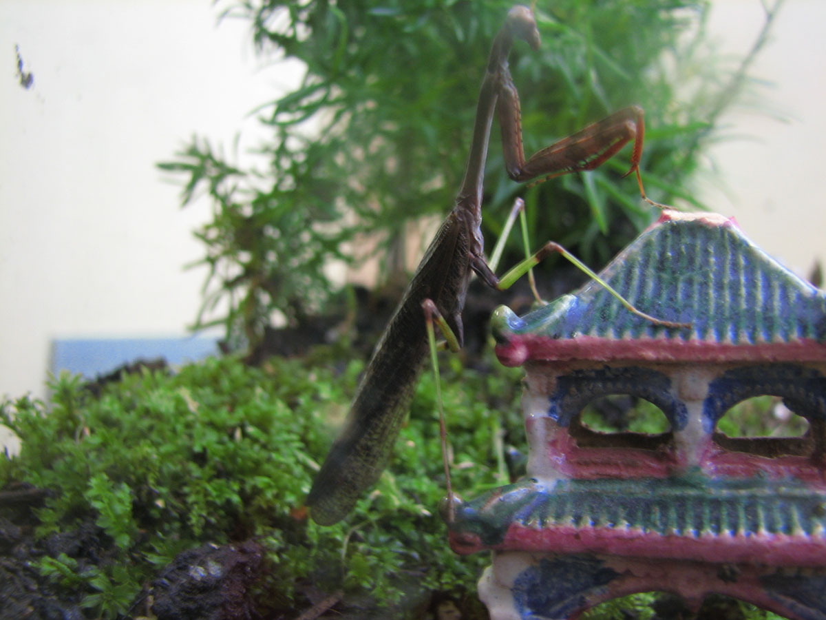Praying Temple