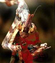 Unicorn Mantis