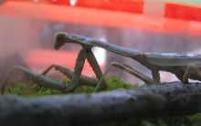 Female Carolina Mantis