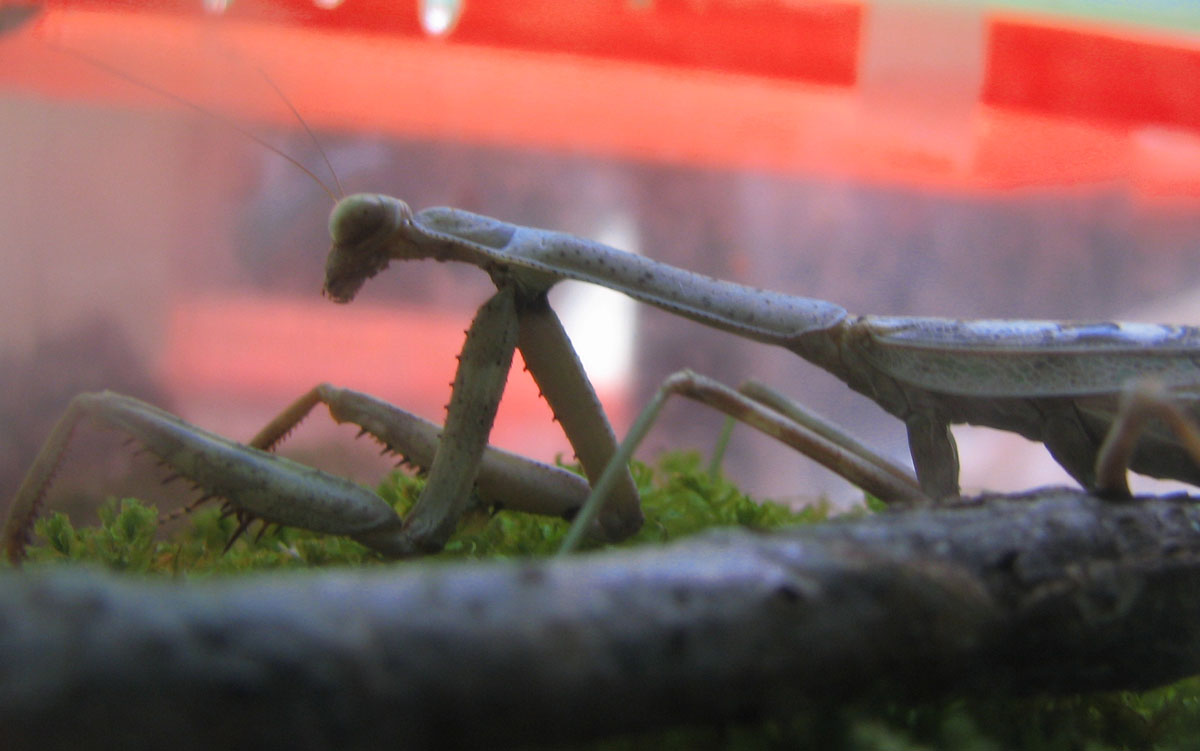 Female Carolina Mantis