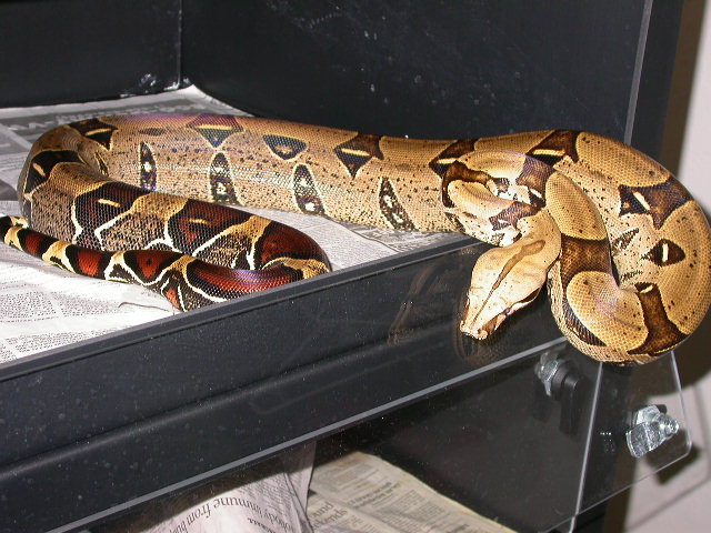 peters peruvian 03 male