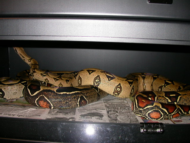 Adult Peruvians