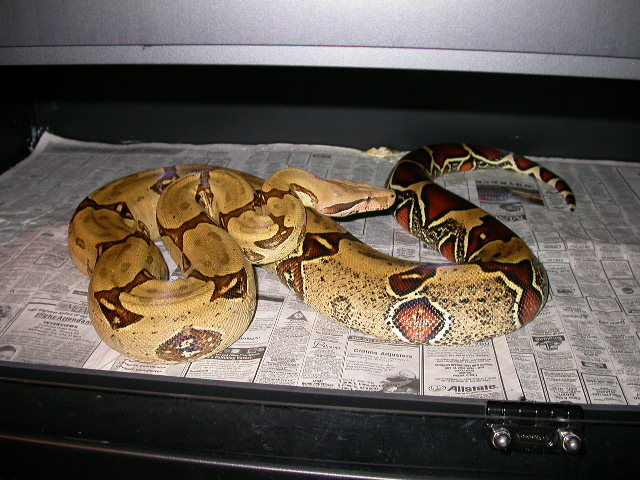 female peruvian 03